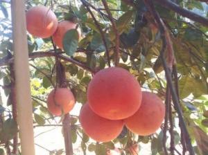 Cây giống bưởi đỏ luận văn, bưởi tiến vua, bưởi đỏ, cây giống F1, cam kết chất lượng