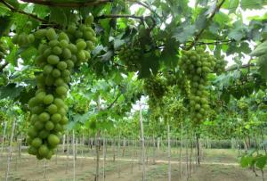 Tour Du Lịch Đảo Bình Hưng Ninh Chữ Lễ 30/4-1/5/2018