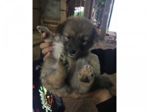 Chó gấu mắt xanh