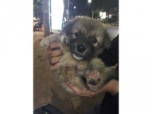 Chó gấu mắt xanh