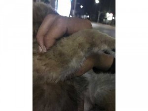 Chó gấu mắt xanh