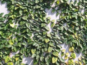 Dây thằng lằn leo tường