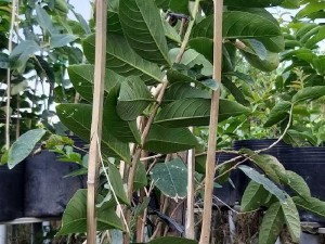 Cây bằng lăng Thái