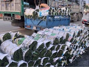 Cỏ Nhật cỏ kiểng cỏ trang trí