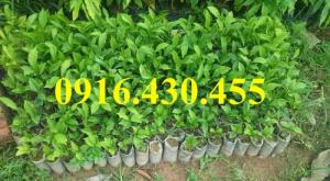 Cây giống trà xanh