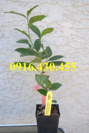 Cây giống trà xanh