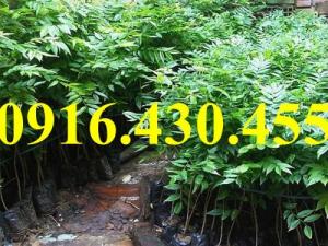 Cây giống sưa đỏ