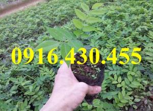 Cây giống sưa đỏ