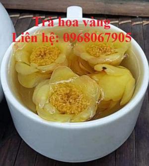 Cung cấp giống cây trà hoa vàng, giống giâm hom cam kết chất lượng