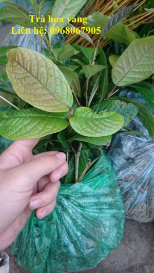 Cung cấp giống cây trà hoa vàng, giống giâm hom cam kết chất lượng
