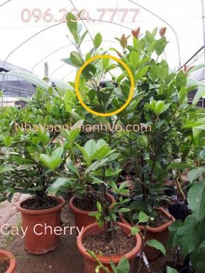 Cherry Brazil cây nhập giá rẻ nhất thị trường!!