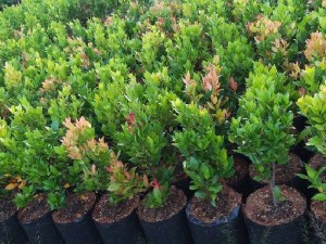 Cây hồng lộc cây công trình