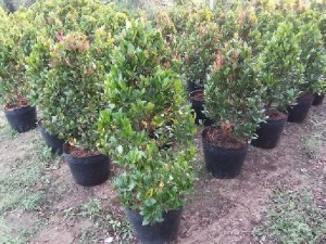 Cây hồng lộc cây công trình