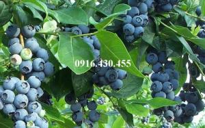 Cây giống việt quất
