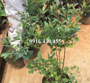 Cây giống việt quất