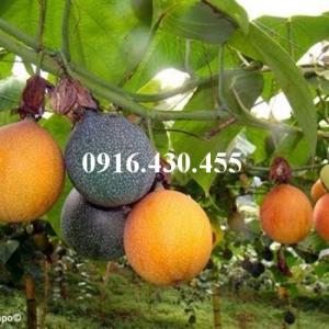 Giống cây chanh leo ngọt colombia