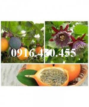 Giống cây chanh leo ngọt colombia