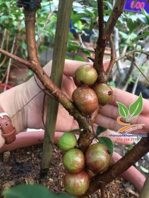 Nơi bán cây nho thân gỗ đẹp có trái