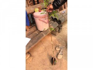 Cây giống Tre Đen