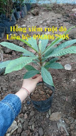 Bán giống HỒNG XIÊM RUỘT ĐỎ, HỒNG XIÊM THÁI LAN. Cam kết giống chuẩn chất lượng