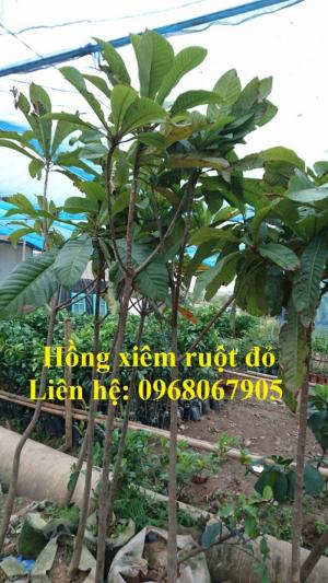 Bán giống HỒNG XIÊM RUỘT ĐỎ, HỒNG XIÊM THÁI LAN. Cam kết giống chuẩn chất lượng