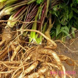 Hạt hạt giống đương quy, cây giống đương quy. Cam kết tỉ lệ nảy mầm hạt >90%