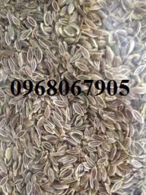 Hạt hạt giống đương quy, cây giống đương quy. Cam kết tỉ lệ nảy mầm hạt >90%