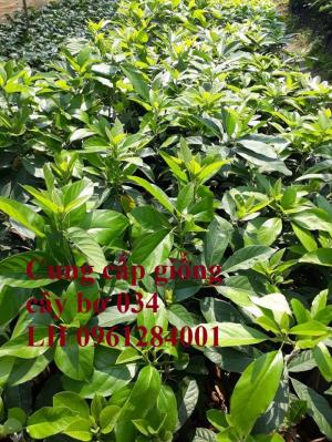 Cung cấp giống cây bơ 034, bơ quả dài, cây bơ