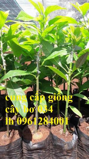 Cung cấp giống cây bơ 034, bơ quả dài, cây bơ