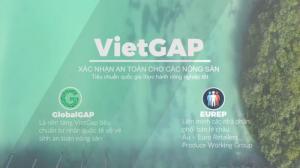 Thảo Mộc tắm lá em bé