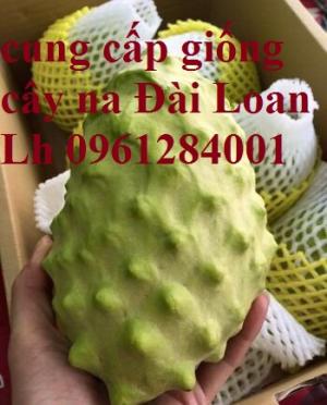 Cung cấp giống cây na dai, na thái, na tím, na đài loan, uy tín, chất lượng cao