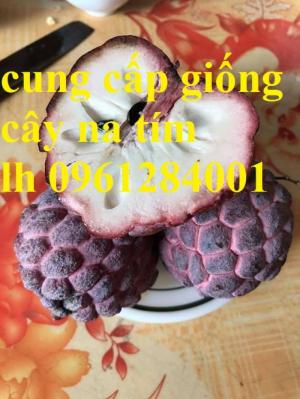 Cung cấp giống cây na dai, na thái, na tím, na đài loan, uy tín, chất lượng cao