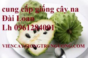 Cung cấp giống cây na dai, na thái, na tím, na đài loan, uy tín, chất lượng cao