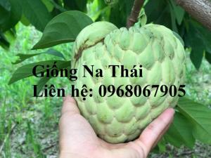 Bán, Cung cấp sỉ - lẻ giống Na Thái cam kết giống chuẩn và chất lượng. Giá cạnh tranh