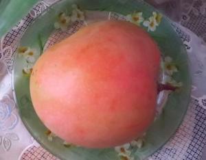 Cây giống Xoài Úc