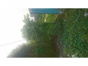 Cần bán nhà biệt thự sân vườn