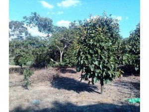 Cần bán gấp nhà và 6000m đất ở huyện Đạ Tẻh