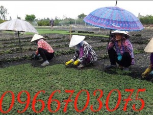 Cỏ nhật cỏ sân vườn trang trí