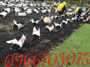 Cỏ nhật cỏ sân vườn trang trí