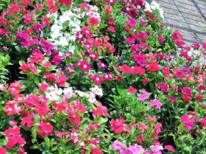 Cây dừa cạn nhiều màu