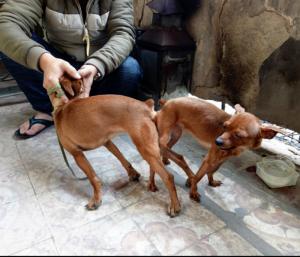Nhận Phối Giống Fox Hươu