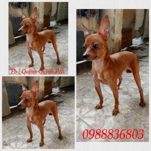 Nhận Phối Giống Fox Hươu