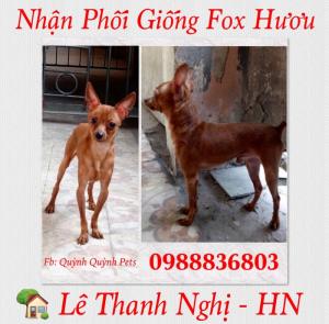 Nhận Phối Giống Fox Hươu