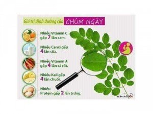 Cốm chùm ngây