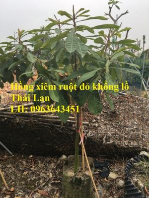 Cung cấp cây giống hồng xiêm xoài quả to, hồng xiêm ruột đỏ khổng lồ Thái Lan, giống sapoche Thái