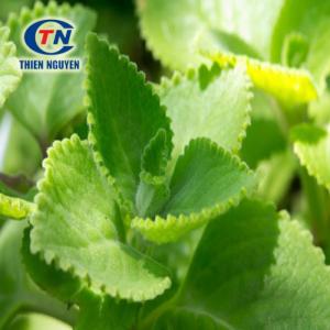 Coleus extract - Chiết xuất húng chanh - Nguyên liệu TPCN