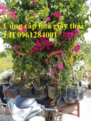 Cây hoa giấy thái, hoa giấy thái cánh kép, nhiều màu, nhiều kích thước, số lượng lớn, giao hàng toàn quốc