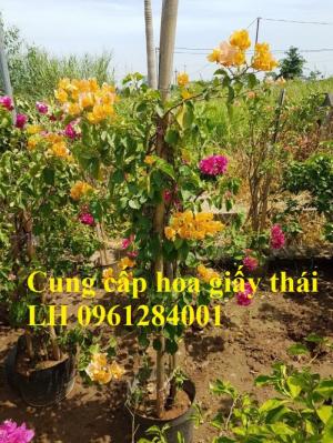 Cây hoa giấy thái, hoa giấy thái cánh kép, nhiều màu, nhiều kích thước, số lượng lớn, giao hàng toàn quốc