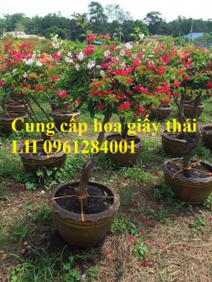 Cây hoa giấy thái, hoa giấy thái cánh kép, nhiều màu, nhiều kích thước, số lượng lớn, giao hàng toàn quốc