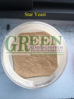 Star Yeast Chiết Xuất Nấm Men Giàu Vitamin